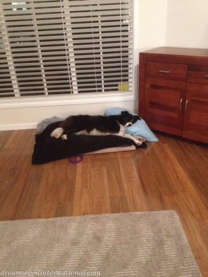 20140826-macy sleeping